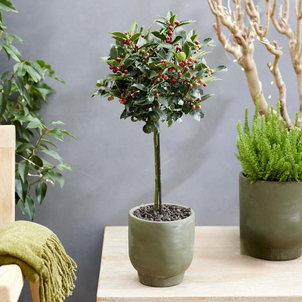 Patio Blue Holly Tree | Ilex meserveae 'Blue Maid' Shrubs