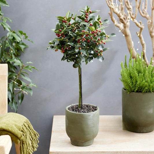 Patio Blue Holly Tree | Ilex meserveae 'Blue Maid' Shrubs