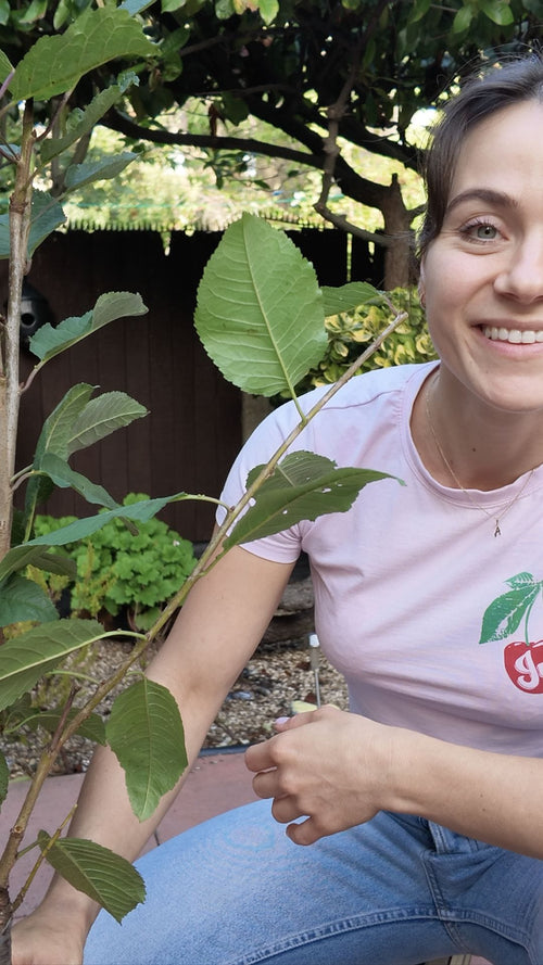 Angelika unboxes a patio cherry tree