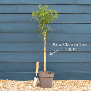 Patio Choisya Tree | Choisya 'White Dazzler'® Shrubs