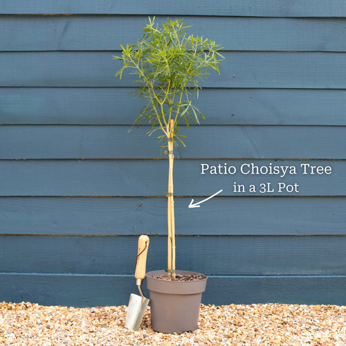 Patio Choisya Tree | Choisya 'White Dazzler'® Shrubs