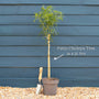 Patio Choisya Tree | Choisya 'White Dazzler'® Shrubs