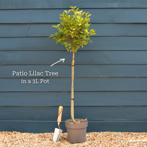 Patio Lilac Tree | Syringa 'Flowerfesta® Pink' Shrubs