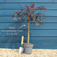 Patio Loropetalum Tree | Loropetalum 'Fire Dance' Ornamental Trees
