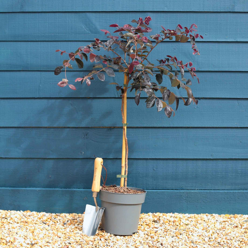 Patio Loropetalum Tree | Loropetalum 'Fire Dance' Ornamental Trees