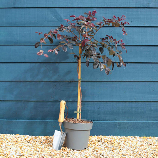 Patio Loropetalum Tree | Loropetalum 'Fire Dance' Ornamental Trees