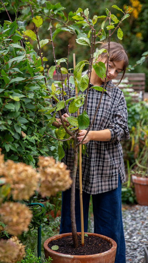 Chloe unboxes a patio plum tree
