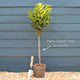 Patio Portuguese Laurel Tree | Prunus lusitanica 'Brenelia'® Ornamental Trees