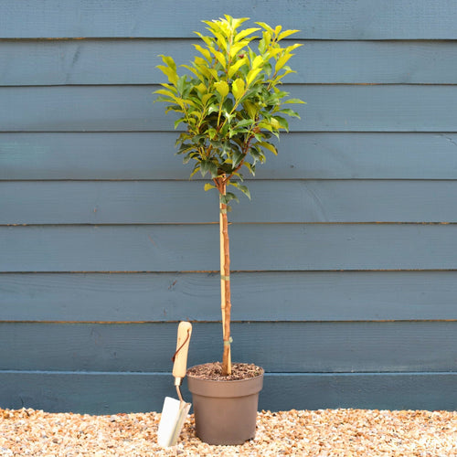 Patio Portuguese Laurel Tree | Prunus lusitanica 'Brenelia'® Ornamental Trees