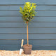 Patio Portuguese Laurel Tree | Prunus lusitanica 'Brenelia'® Ornamental Trees