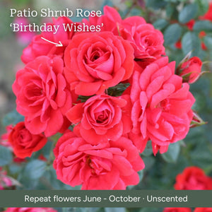 The Rose Gift Shrubs