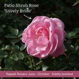 The Rose Gift Shrubs
