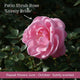 The Rose Gift Shrubs