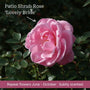 The Rose Gift Shrubs