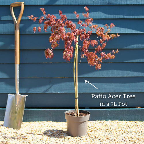 Patio Acer Tree | Acer palmatum 'Inaba-shidare' Ornamental Trees