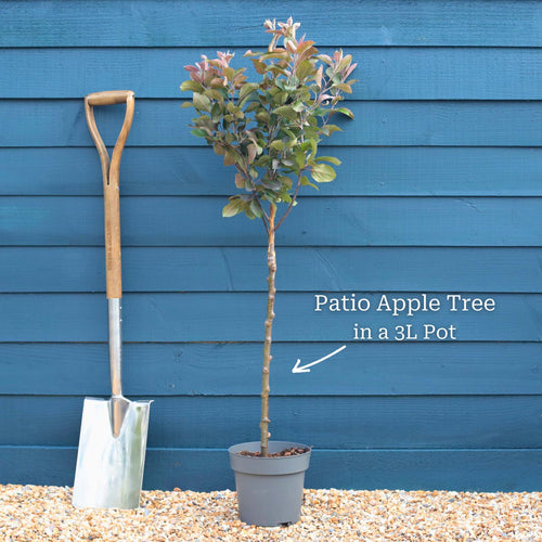 Patio Apple Tree | Malus 'Appletini' Trained Fruit Trees