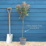 Patio Apple Tree | Malus 'Appletini' Trained Fruit Trees