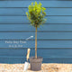 Patio Bay Tree | Laurus nobilis 'Bay Junior' Ornamental Trees