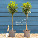Patio Bay Tree | Laurus nobilis 'Bay Junior' Ornamental Trees
