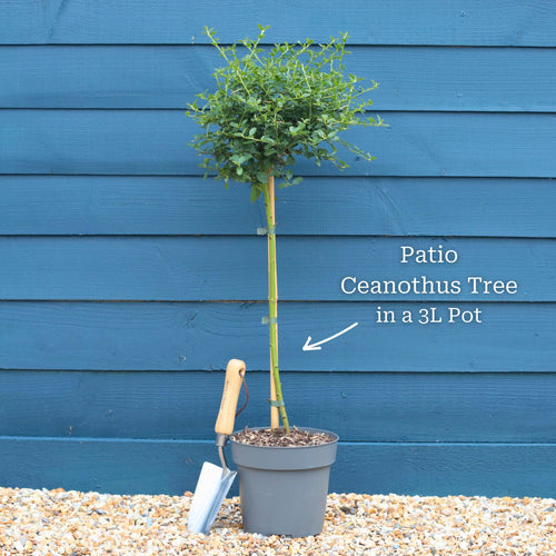 Patio Californian Lilac Tree | Ceanothus 'Victoria' Shrubs