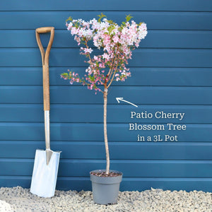 Patio Cherry Blossom Tree | Prunus 'Brilliant' Ornamental Trees