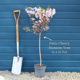 Patio Cherry Blossom Tree | Prunus 'Brilliant' Ornamental Trees