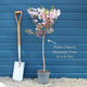 Patio Cherry Blossom Tree | Prunus 'Brilliant' Ornamental Trees