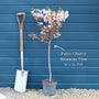Patio Cherry Blossom Tree | Prunus 'Brilliant' Ornamental Trees
