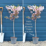 Patio Cherry Blossom Tree | Prunus 'Brilliant' Ornamental Trees