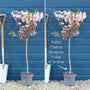 Patio Cherry Blossom Tree | Prunus 'Brilliant' Ornamental Trees