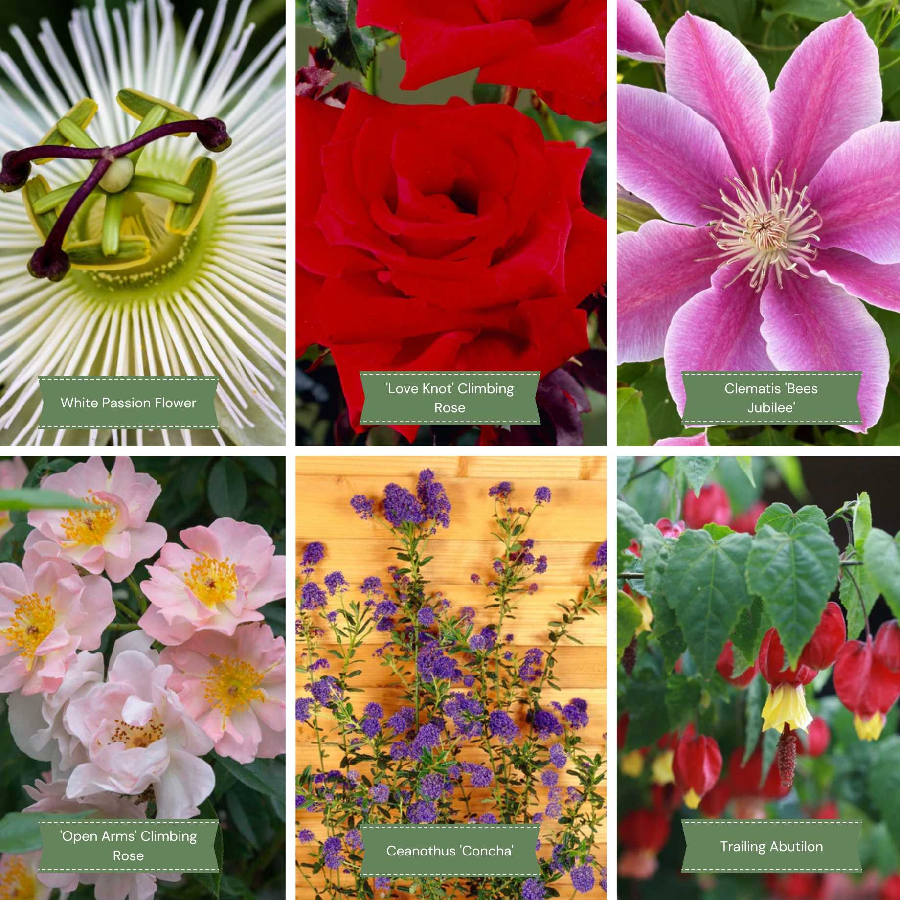 8+ Inside Climbing Plants Patio Climbers Collection | Best Climbing Plants for Pots – Roots Plants
