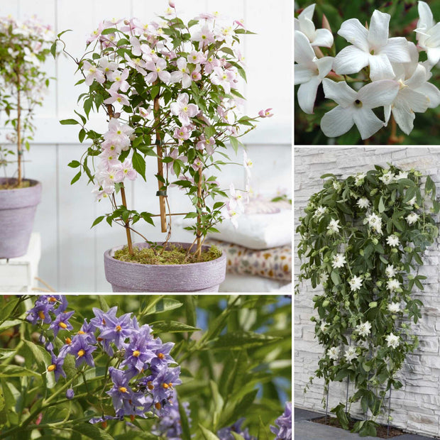 Patio Climbers Collection | Best Climbing Plants for Pots Climbing Plants