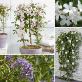 Patio Climbers Collection | Best Climbing Plants for Pots Climbing Plants