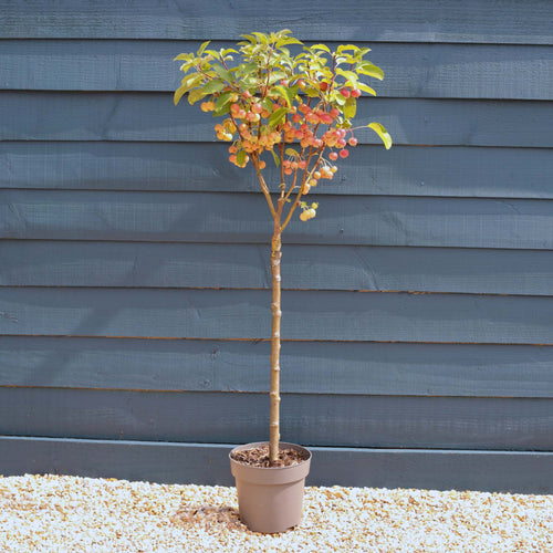 Patio Crabapple Tree | Malus 'Evereste' Ornamental Trees