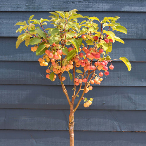 Patio Crabapple Tree | Malus 'Evereste' Ornamental Trees