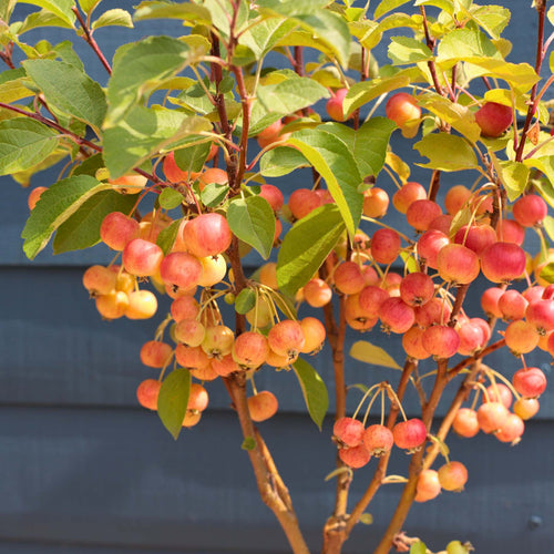 Patio Crabapple Tree | Malus 'Evereste' Ornamental Trees