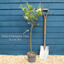 Patio Crabapple Tree | Malus 'Evereste' Ornamental Trees