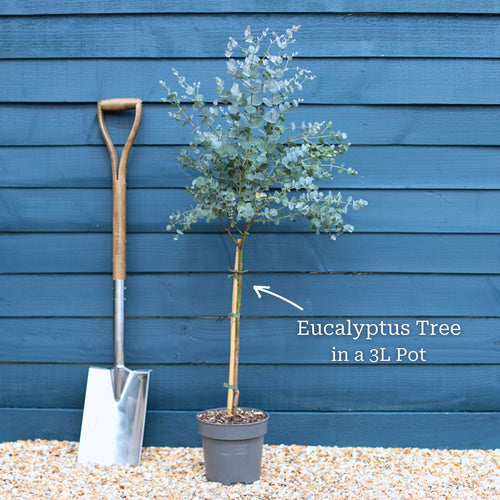 Patio Eucalyptus Tree | Eucalyptus gunnii 'Azura'® Ornamental Trees
