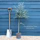 Patio Eucalyptus Tree | Eucalyptus gunnii 'Azura'® Ornamental Trees