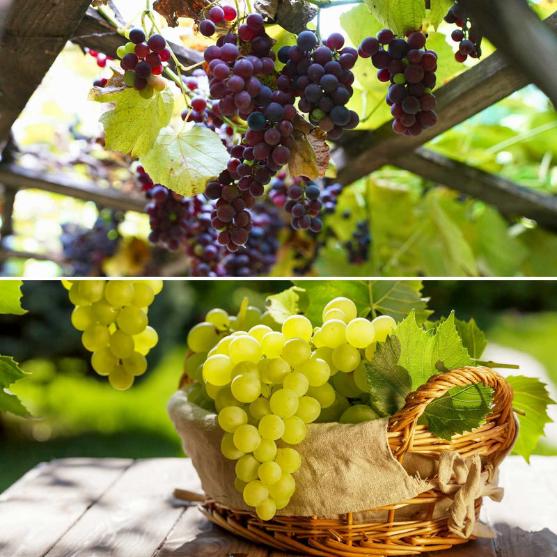 Patio Grape Vines Collection Soft Fruit