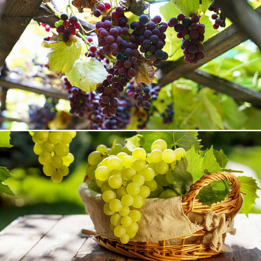 Patio Grape Vines Collection Soft Fruit