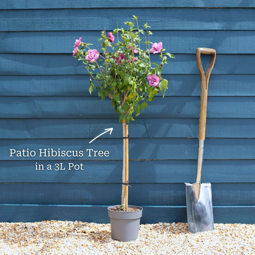 Patio Hibiscus Tree | Hibiscus syriacus 'Magenta Chiffon'® Shrubs