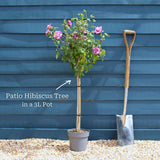 Patio Hibiscus Tree | Hibiscus syriacus 'Magenta Chiffon'® Shrubs