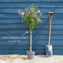 Patio Hibiscus Tree | Hibiscus syriacus 'Magenta Chiffon'® Shrubs