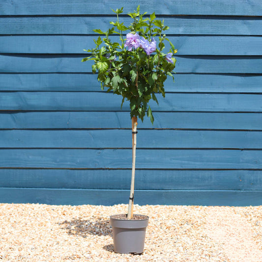 Patio Hibiscus Tree | Hibiscus syriacus 'Blue Chiffon'® Shrubs
