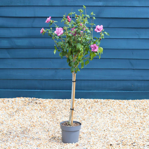 Patio Hibiscus Tree | Hibiscus syriacus 'Magenta Chiffon'® Shrubs