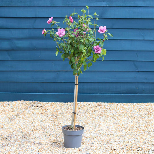Patio Hibiscus Tree | Hibiscus syriacus 'Magenta Chiffon'® Shrubs