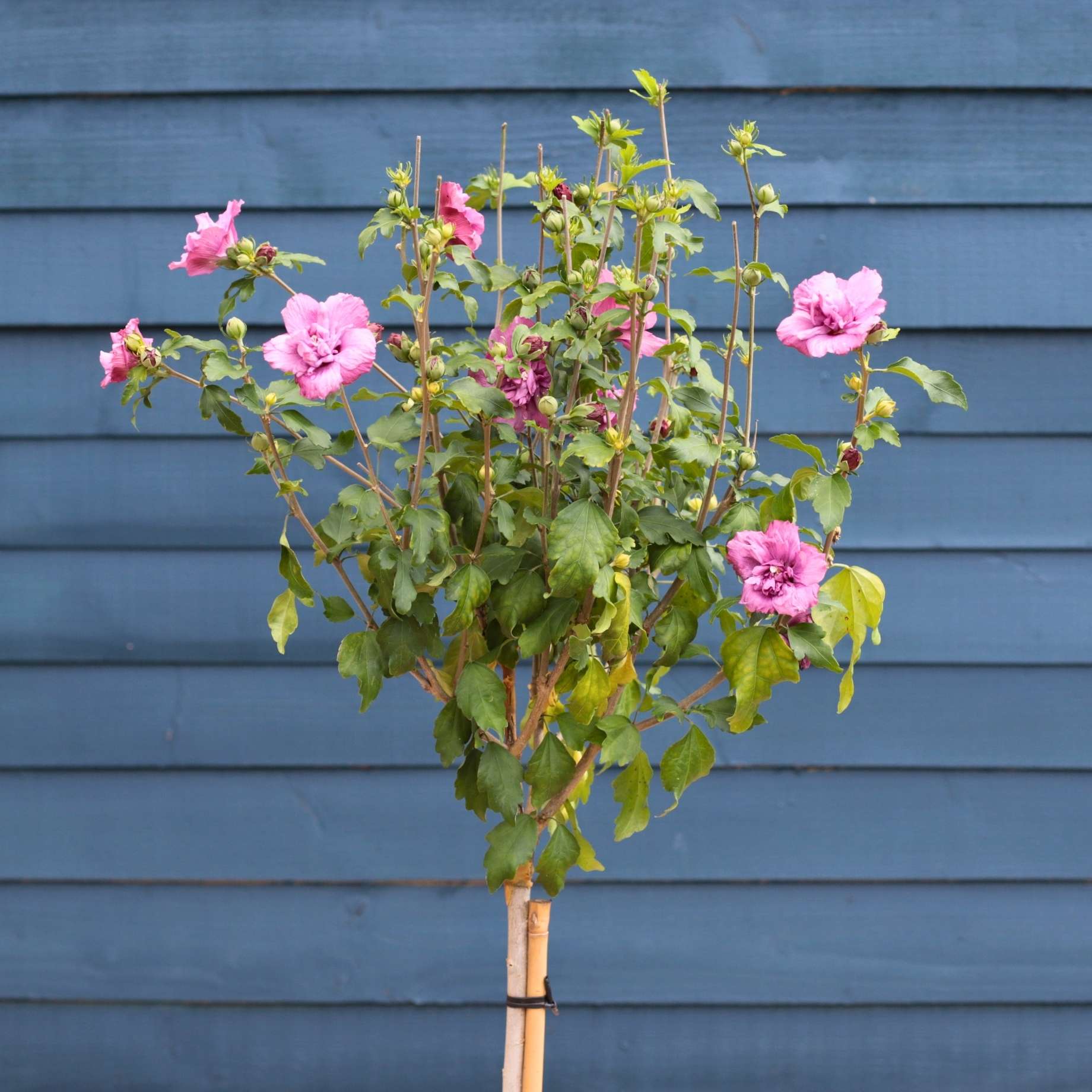Habiskit Tree Patio Hibiscus Tree | Hibiscus syriacus 'Magenta Chiffon'® – Roots Plants
