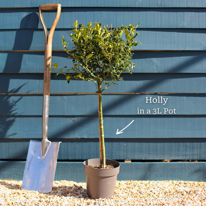 Patio Holly Tree | Ilex aquifolium 'Alaska' Ornamental Trees
