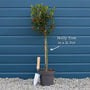 Patio Holly Tree | Ilex aquifolium 'Alaska' Ornamental Trees